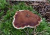 kořenitka nadmutá (Houby), Rhizina undulata (Fungi)